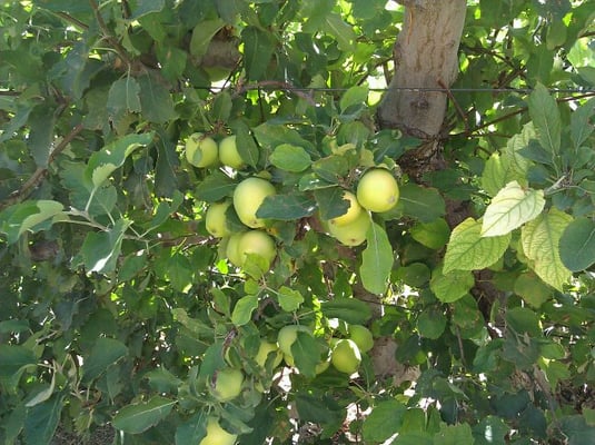 Gilcrease Orchard by null