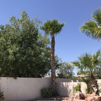 Inspirada Landscaping  - We now trim palm trees as well! - Landscaping Near Me
