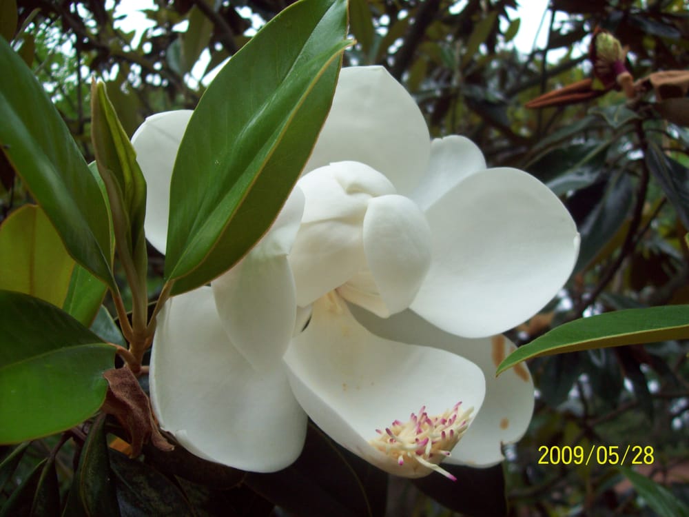 MAGNOLIA PROPERTIES Updated July 2024 902 S Reilly Rd, Fayetteville