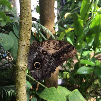 Butterfly Pavilion - I see you - Museums Near Me - Westminster, Colorado