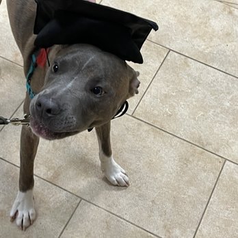 PetSmart - Pet Stores Near Me - Chantilly, Virginia