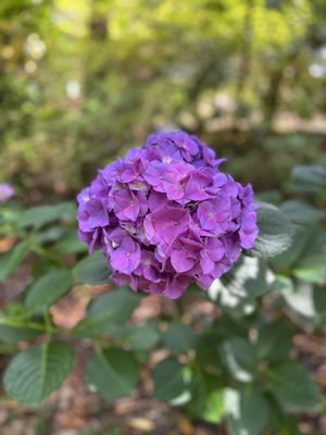 Elizabethan Gardens by null