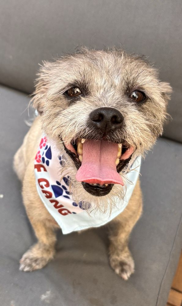 Woof Gang Bakery & Grooming