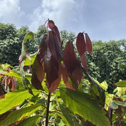 HouLau Farm Chocolate - Plants on the farm