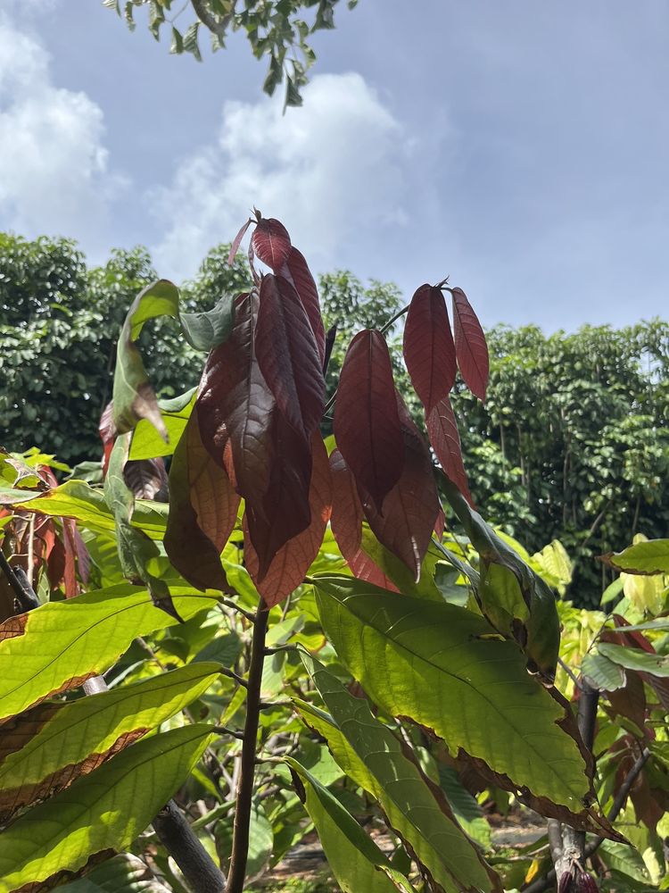 HOULAU FARM CHOCOLATE Updated August 2024 10 Photos Kilauea