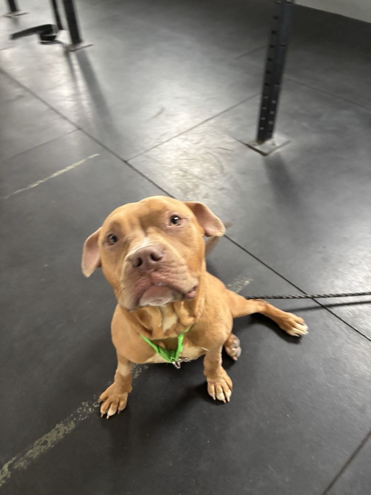 CrossFit Covalence Logo