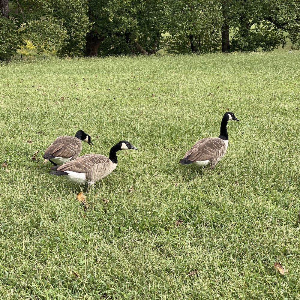 Maymont - Geese - Parks Near Me - Richmond, Virginia