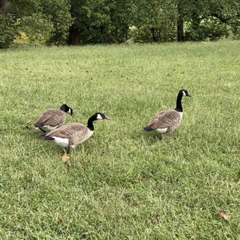 Maymont - Geese - Parks Near Me - Richmond, Virginia Maymont - Geese - Parks Near Me - Richmond, Virginia