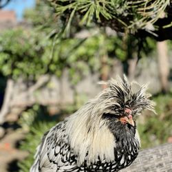 Backyard Chickies - Silver Laced Polish rooster