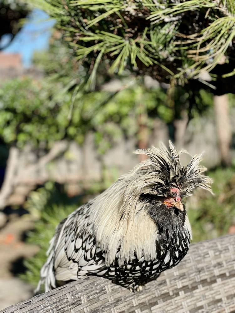 Backyard Chickies - insect farming in San Diego, CA