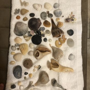 Island Time Water Tours - Todays collection from going out shelling with island time water tours ! - Boat Charters Near Me - Carolina Beach, North Carolina Island Time Water Tours - Todays collection from going out shelling with island time water tours ! - Boat Charters Near Me - Carolina Beach, North Carolina