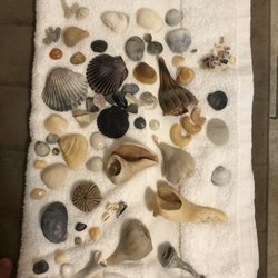 Island Time Water Tours - Todays collection from going out shelling with island time water tours !