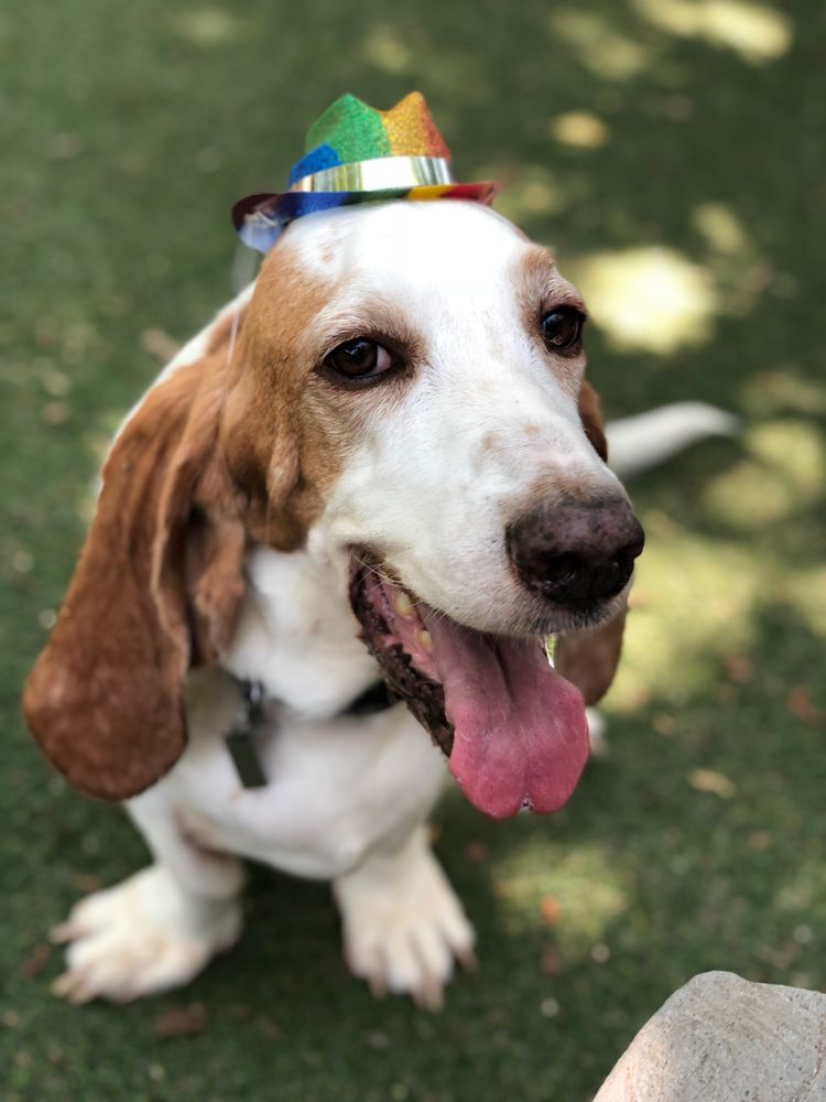 BARK!THE BOUTIQUE HOTEL FOR DOGS 53 Photos & 41 Reviews Pet