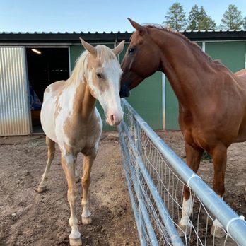 Northern Arizona Riding Stables - They get the socializing they need - Horse Boarding Near Me - Flagstaff, Arizona Northern Arizona Riding Stables - They get the socializing they need - Horse Boarding Near Me - Flagstaff, Arizona