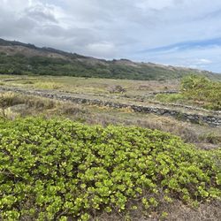 Waihee Coastal Dunes and Wetlands Preserve - Can you see the walls of the fish pond?