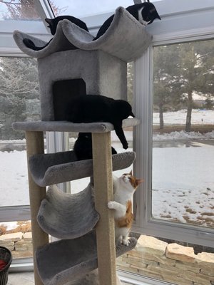 C C Cat Furniture 3405 W Burbank Blvd Burbank Ca Pet Shops Mapquest