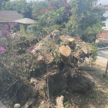 Acevedo Tree Service - Mid-removal. - Tree Services Near Me - Los Angeles, California Acevedo Tree Service - Mid-removal. - Tree Services Near Me - Los Angeles, California