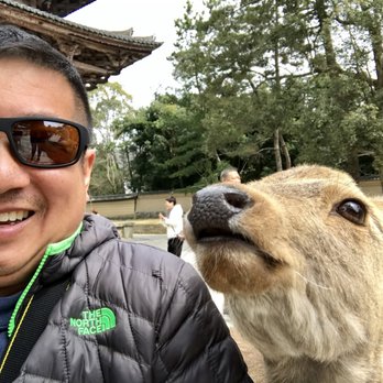 Supera Tours - Up close and personal with a Nara deer, Kyoto. - Historical Tours Near Me - South El Monte, California Supera Tours - Up close and personal with a Nara deer, Kyoto. - Historical Tours Near Me - South El Monte, California