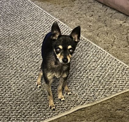 Pets First Veterinary Center