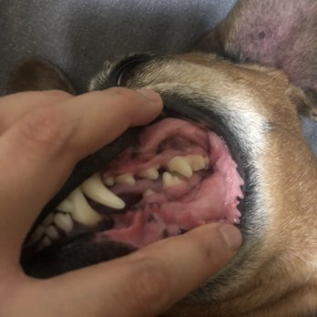 MexiVet Express - Clean teeth! Woohoo! - Veterinarians Near Me MexiVet Express - Clean teeth! Woohoo! - Veterinarians Near Me
