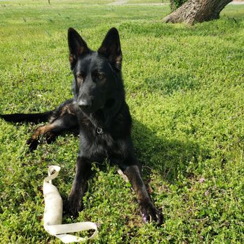 SentinelHarts German Shepherds - 22 months - Pets Near Me SentinelHarts German Shepherds - 22 months - Pets Near Me