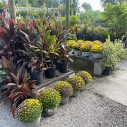 Bob's Horticulture - Mums for fall time coming around the corner