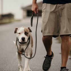 H.K. Dog Training - obedience training for dogs near me