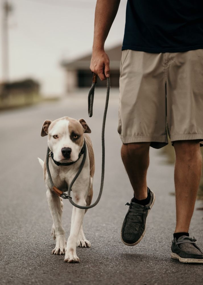 H.K. Dog Training Image