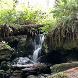 Trillium Falls Trail - Trillium Falls.