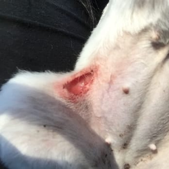 Doggie Spa - They cut my dog really bad about 1 inch wide 1/2 inch deep she needed stitches!!! - Pet Groomers Near Me - Corona, California