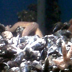 Lake District Coast Aquarium