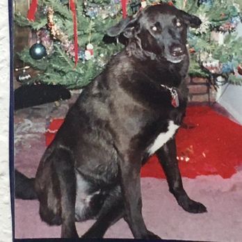 VIPet Services - BEAR - Pet Training Near Me - Port Charlotte, Florida VIPet Services - BEAR - Pet Training Near Me - Port Charlotte, Florida