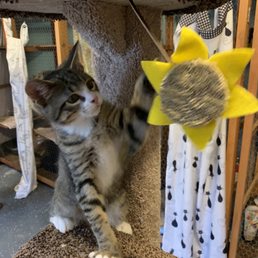 An update photo Patty sent of Leo enjoying his time at The Cat's Pajamas Inn An update photo Patty sent of Leo enjoying his time at The Cat's Pajamas Inn
