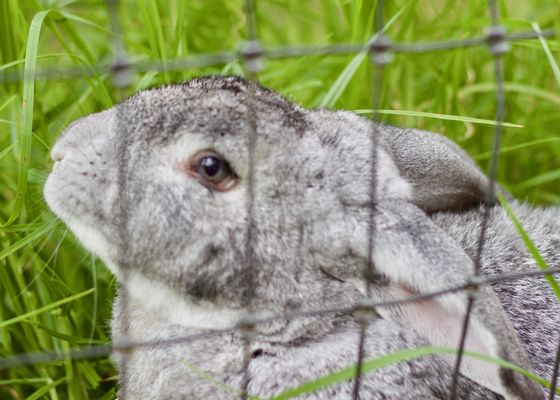 Volcano Garden Arts by null
