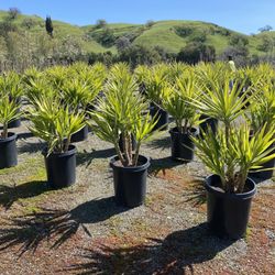 Calaveras Nursery