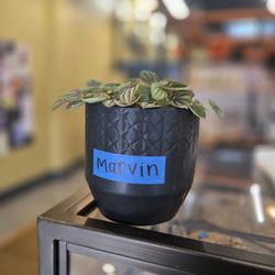 Bluebeard Coffee Roasters - Marvin! They have names for each of the plants in the cafe : )