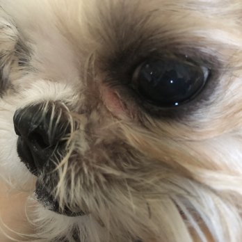 Magic Groomer - My dogs eyelid is red and puffy - Pet Sitting Near Me - Arcadia, California