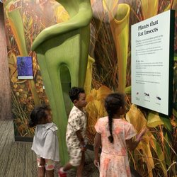 Big Thicket National Preserve - Giant pitcher plant model