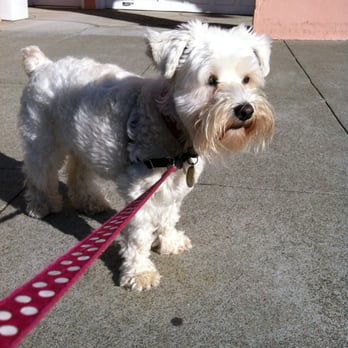 Happy Paws Pasadena - Pet Sitting Near Me Happy Paws Pasadena - Pet Sitting Near Me