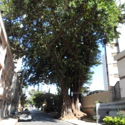 Ficus do Sion