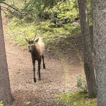 Bow Falls - More elf - Hiking Near Me - Banff, Alberta