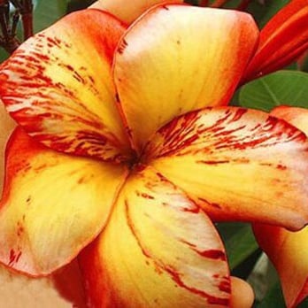 Plumeria Palace - Nurseries & Gardening Near Me - Orange, California Plumeria Palace - Nurseries & Gardening Near Me - Orange, California