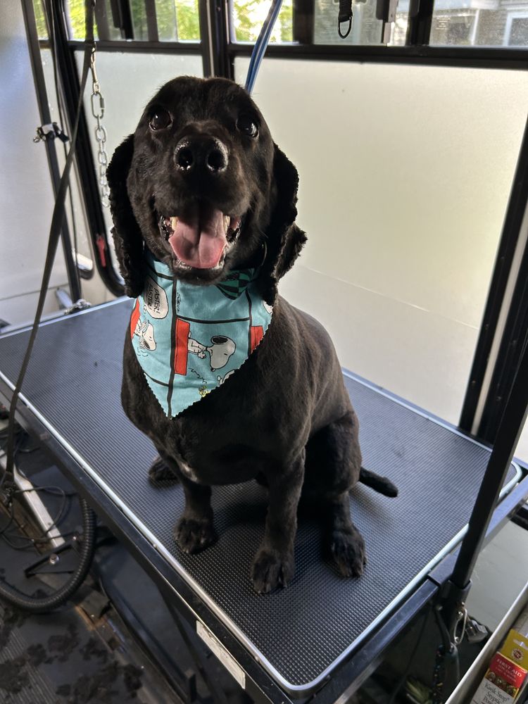 QUALITY MOBILE PET GROOMING 13 Photos Attleboro, Massachusetts