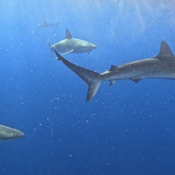 Hawaii Shark Encounters - Diving Near Me - Haleiwa, Hawaii Hawaii Shark Encounters - Diving Near Me - Haleiwa, Hawaii