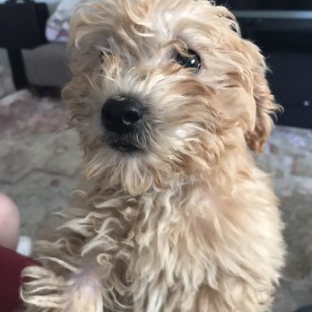 My Doodle Crush - Pet Breeders Near Me My Doodle Crush - Pet Breeders Near Me