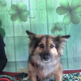 Petrock Hotel And Spa - Pet Sitting Near Me - Encino, California Petrock Hotel And Spa - Pet Sitting Near Me - Encino, California