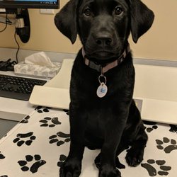 North Bend Retriever Kennel