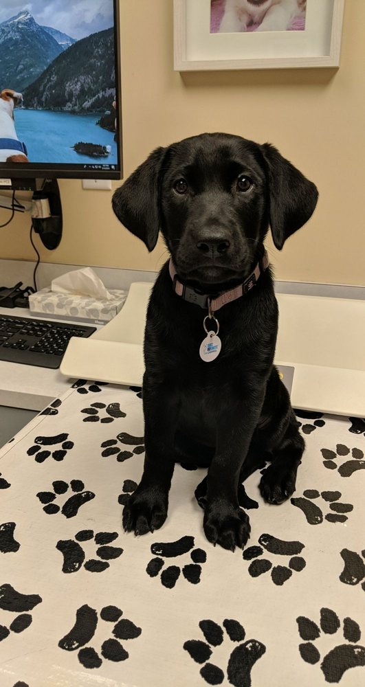 North Bend Retriever Kennel - pet boarding facility in North Bend, WA