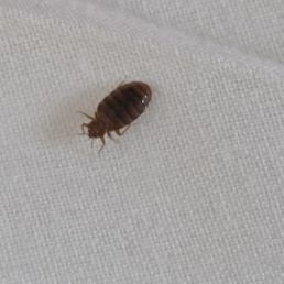 White Pine Lodge - BEDBUG!!! - Hotels Near Me - Christmas, Michigan