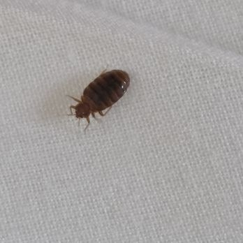 White Pine Lodge - BEDBUG!!! - Hotels Near Me - Christmas, Michigan
